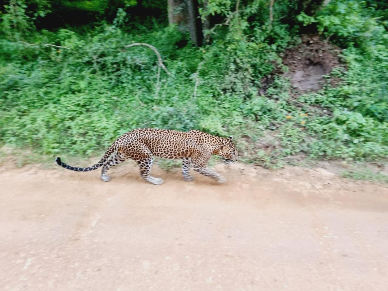 מלון טיסמהרמה Mamba Yala מראה חיצוני תמונה